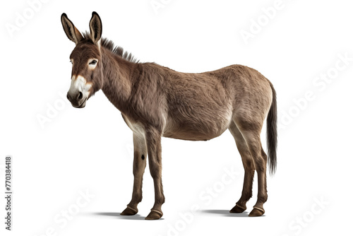 donkey isolated on white background © PNG FOR YOU