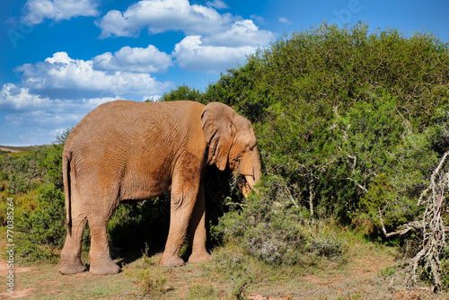 African Elephants in South Africa