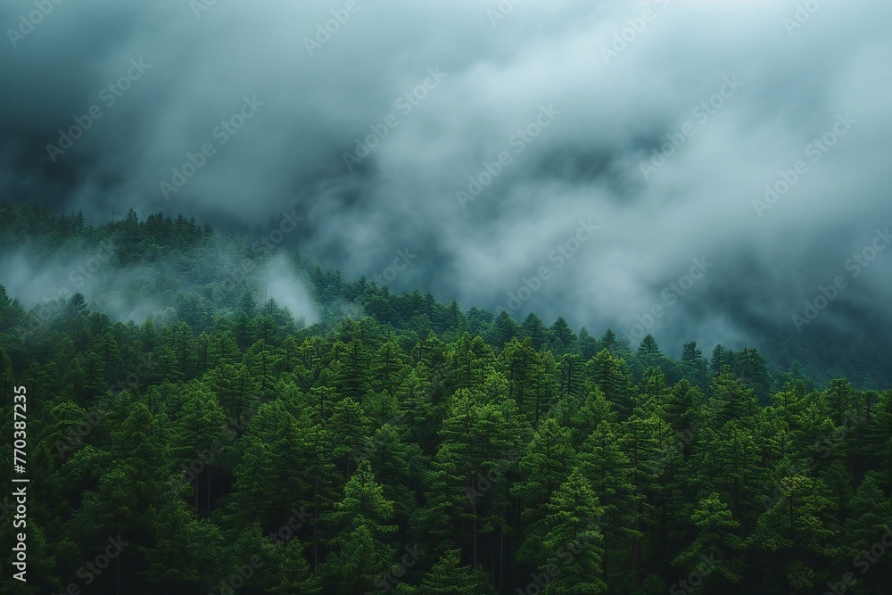 Foggy mountain landscape with coniferous forest in the morning