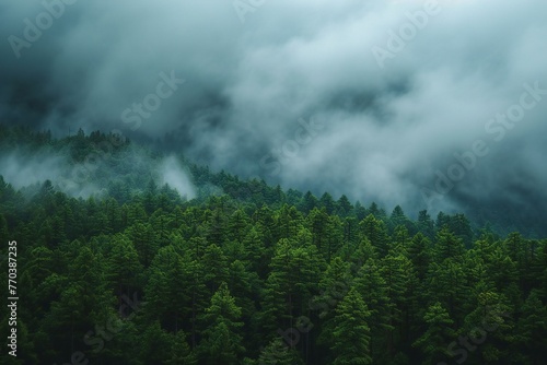 Foggy mountain landscape with coniferous forest in the morning