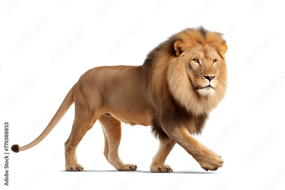 Lion isolated on white background