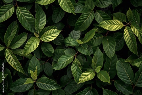 Green leaves background   Tropical leaf texture   Exotic foliage pattern