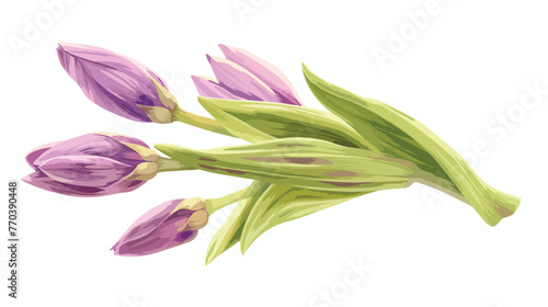 Flower bud isolated on white. Vector resizable illustration