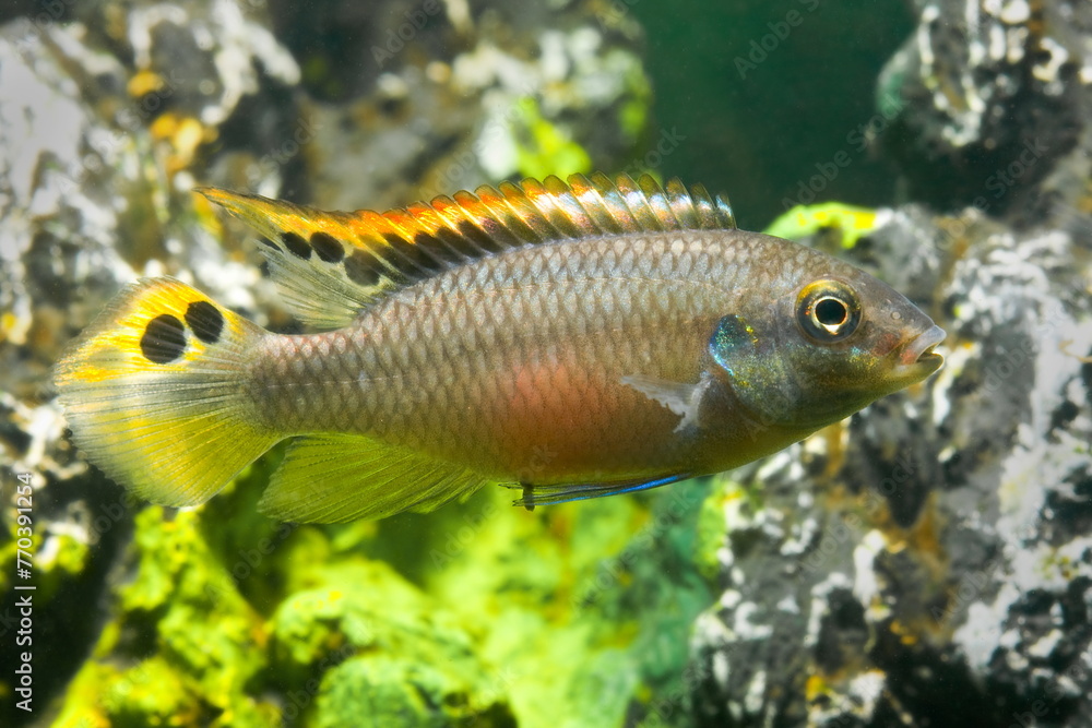 Fototapeta premium Beautiful small aquarium fish underwater.