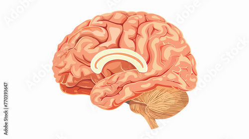 Neuroscience. Human brain vector. Reward system Flat