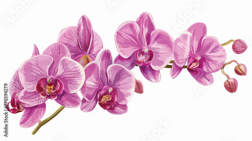 Orchid Artwork. Elegant botanical illustration highli