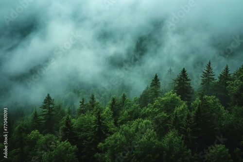 Foggy forest in the mountains,  Mountain landscape with fog © Nam