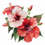 beautiful hibiscus clipart with tropical blooms in shades of red and pink,watercolor illustration, white background