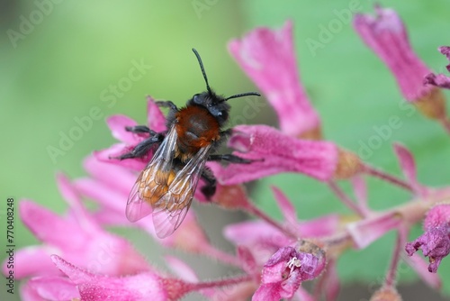 Closeup on a colorful female Tawny mining bee, Andrena fulva on a pink flower of Ribes sanguineum