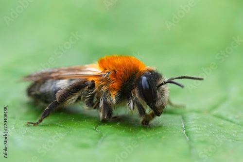 Closeup on a female of the Grey-patched mining bee , Andrena nitida photo