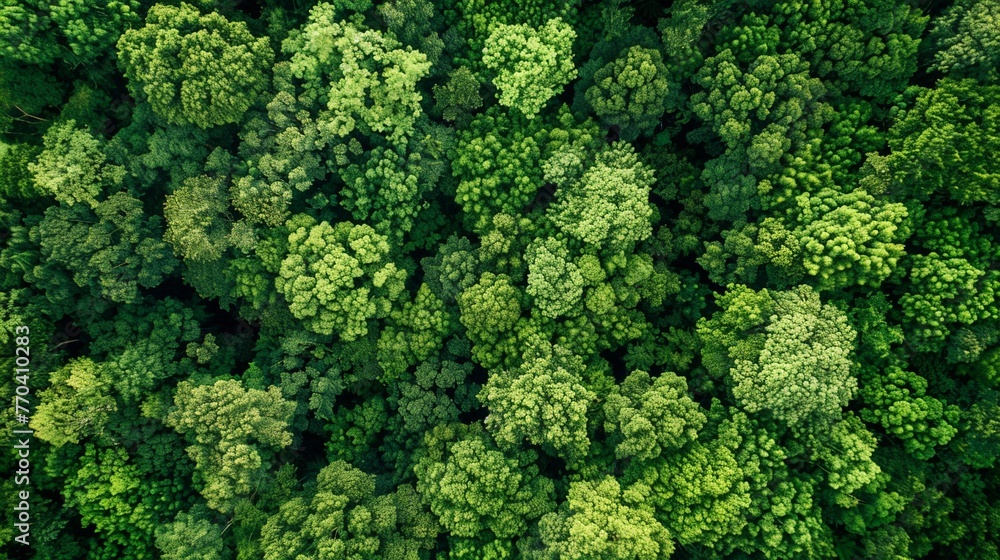 Protecting Earth: Aerial View of Lush Green Forest Protecting Earth: Aerial View of Lush Green Forest