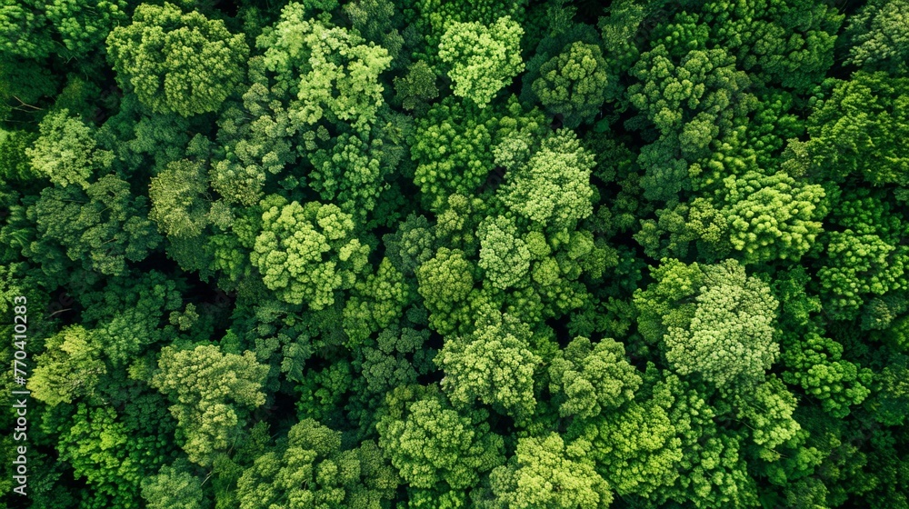 Protecting Earth: Aerial View of Lush Green Forest