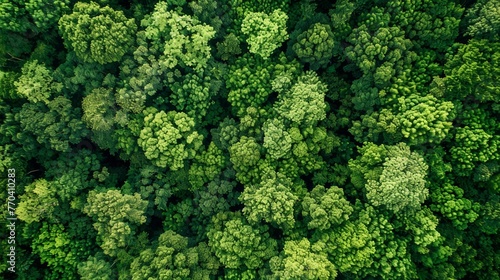 Protecting Earth  Aerial View of Lush Green Forest