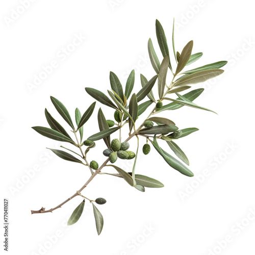 Olive tree branch isolated on transparent background 