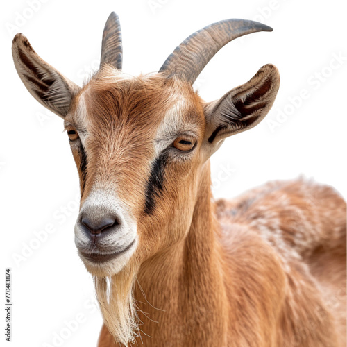 Brown goat on transparent background 