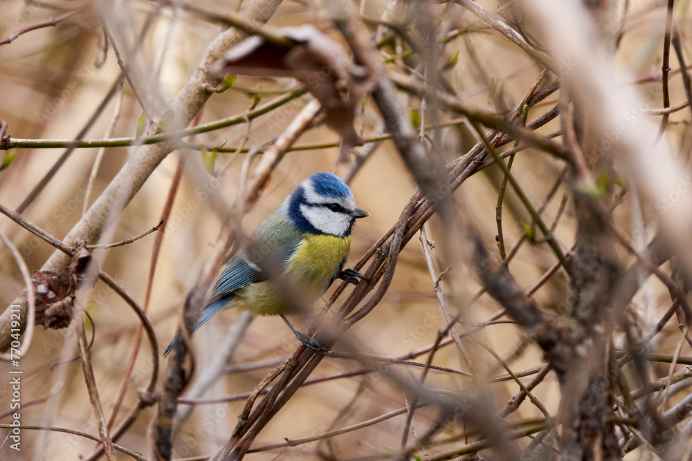 (Cyanistes caeruleus, syn. Parus caeruleus) on a tree branch.