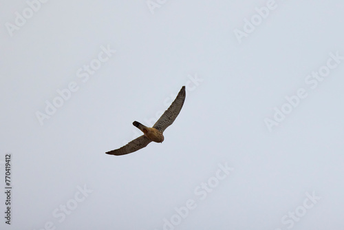 (Falco tinnunculus) in flight in the sky. © czamfir