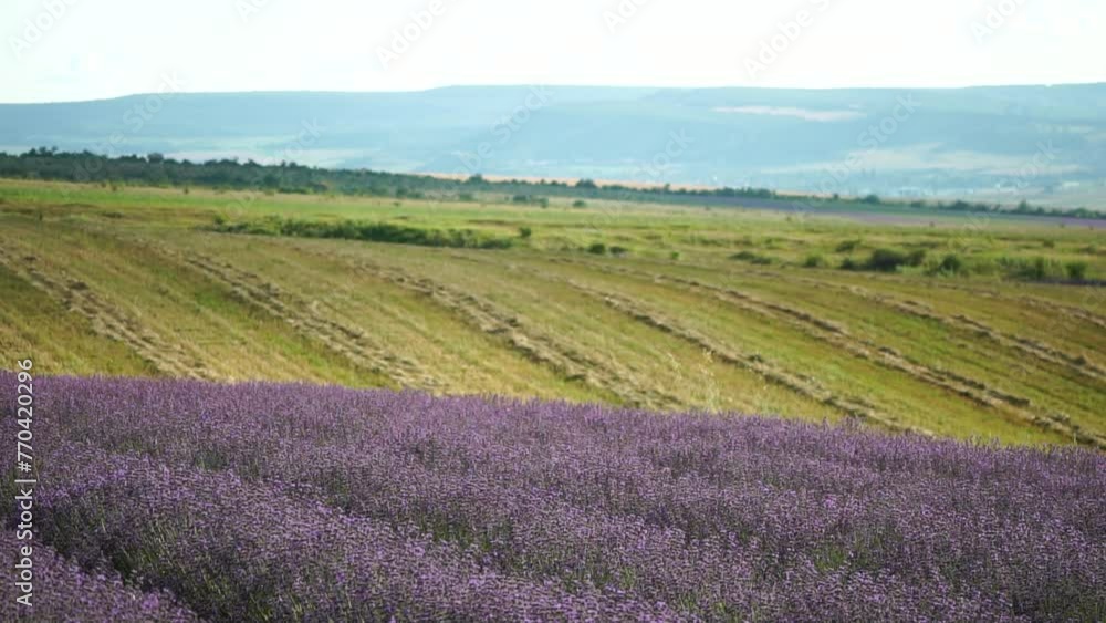Lavender fields with fragrant purple flowers bloom at sunset. Lush lavender bushes in endless rows. Organic Lavender Oil Production in Europe. Garden aromatherapy. Slow motion, close up Lavender fields with fragrant purple flowers bloom at sunset. Lush lavender bushes in endless rows. Organic Lavender Oil Production in Europe. Garden aromatherapy. Slow motion, close up
