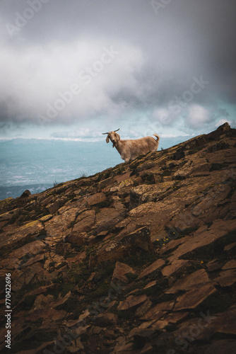Las cabras de Les Agudes - Montseny