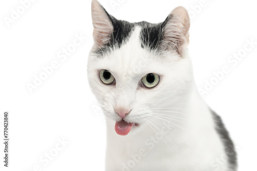 Kot wymiotuje koci pysk z wystawionym językiem z bliska