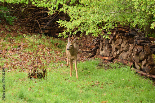 biche 4