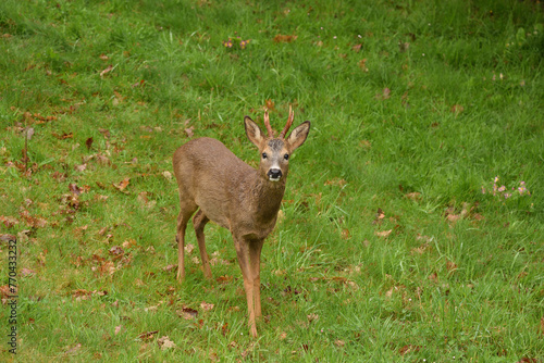 biche 1