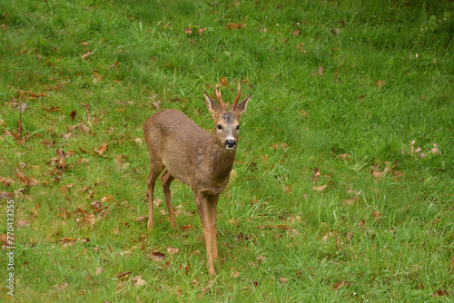 biche 2