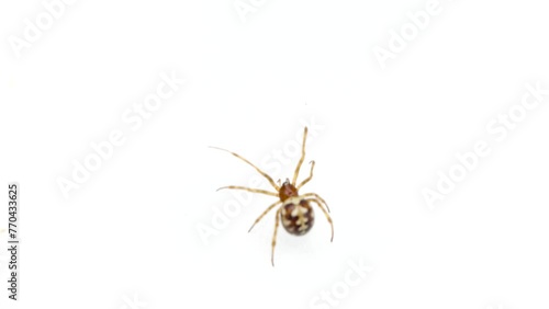 Steatoda grossa, false Black Widow, Triangulate cobweb spider, Steatoda triangulosa, studio shot on white background, isolated photo