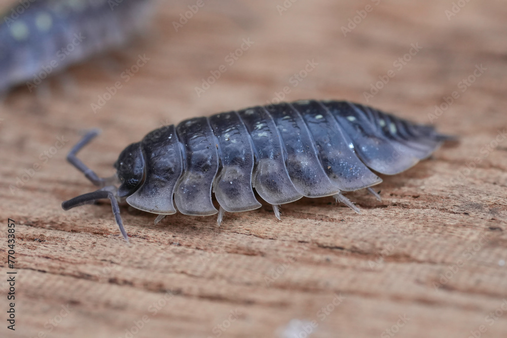 Closeup on a common shiny woodlouse, Oniscus asellus sitting on wood Closeup on a common shiny woodlouse, Oniscus asellus sitting on wood
