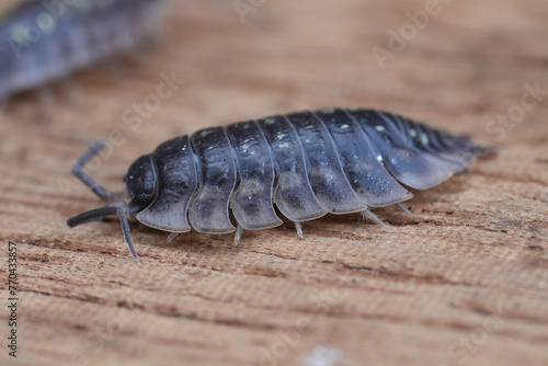 Closeup on a common shiny woodlouse, Oniscus asellus sitting on wood