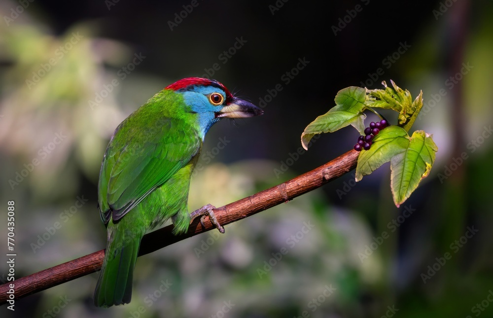 Beautiful green bird in nature Blue-throated Barbet.