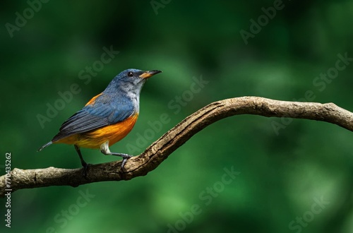 Beautiful orange colored bird in nature Orange-bellied Flowerpecker © sakda