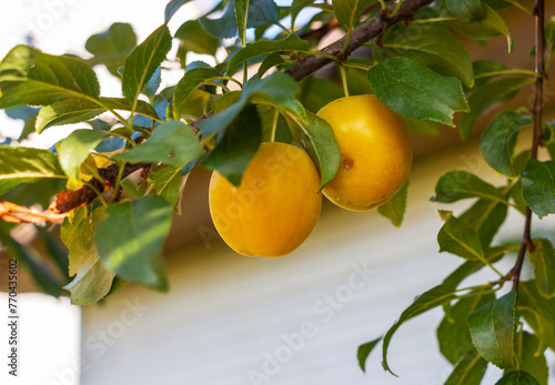 Yellow plums ripen on a tree branch in green foliage outdoors in the garden in summer