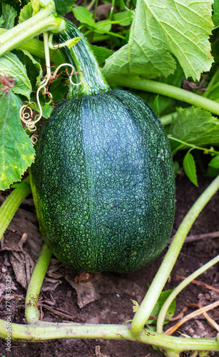 Juicy green zucchini ripening in the vegetable garden in summer