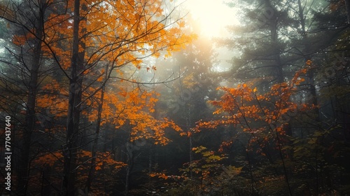 autumn forest in the morning