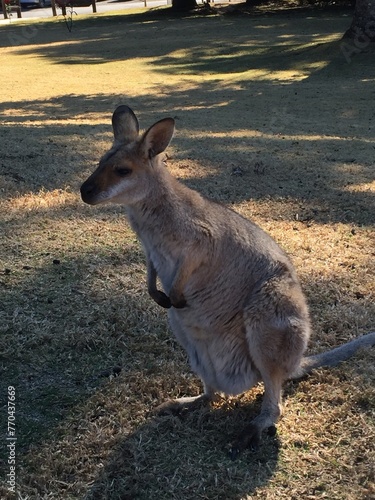 kangaroo in the zoo © Jam-motion