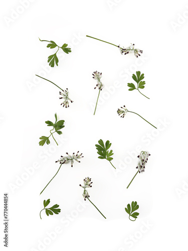 White Climbing Fumitory flowers and leaves layout background 
