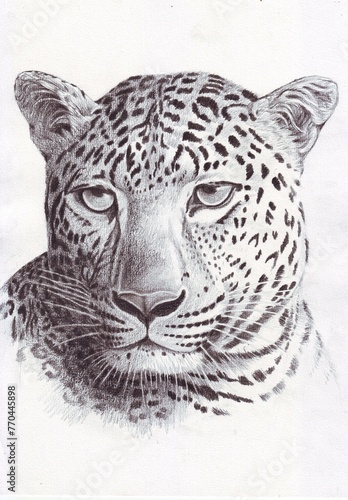 Head of Jaguar