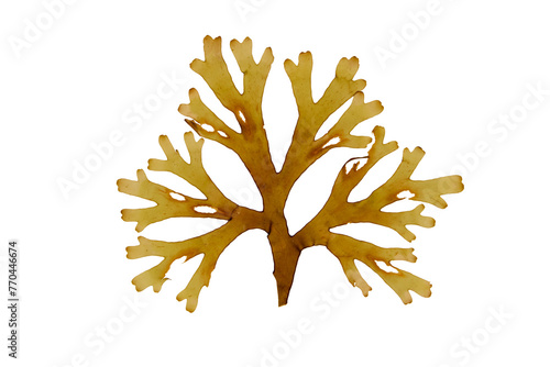Dictyota dichotoma or forkweed brown algae frond isolated transparent png. Forked ribbon seaweed. photo