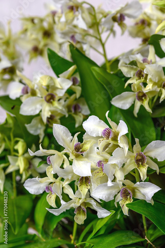 Dendrobium Nora Tokunaga a hybrid orchid based on species from Papua New Guinea photo