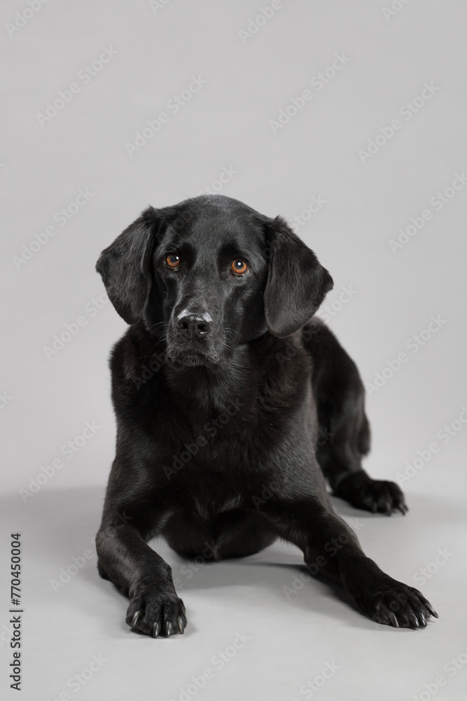 Fototapeta premium black labrador retriever type dog lying in the studio on a gray background