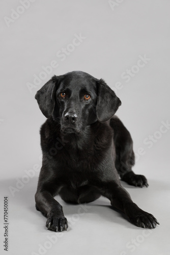 black labrador retriever type dog lying in the studio on a gray background
