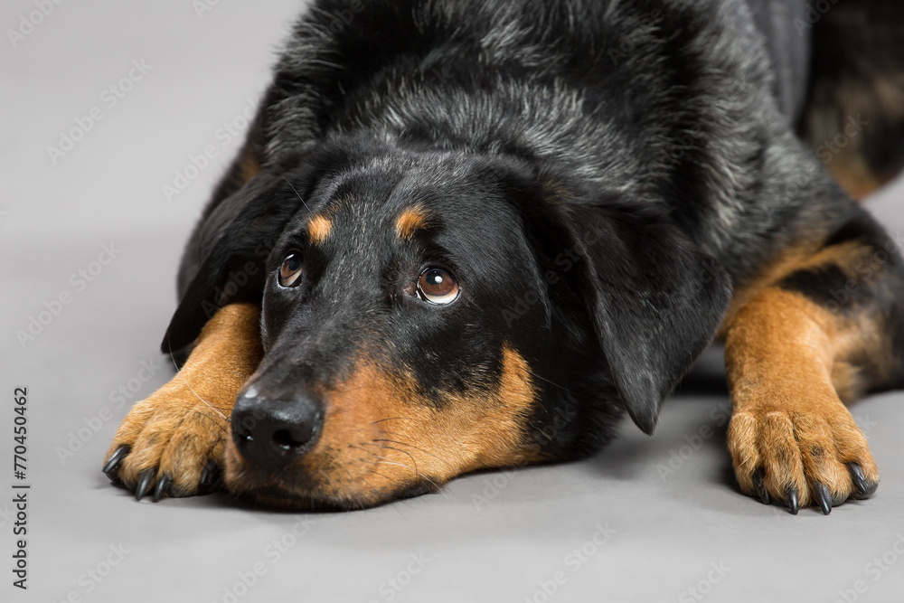 beauceron dog happy lying in the studio on a gray background