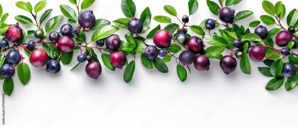 A close-up of several fruits on a leafy branch, including berries atop it A close-up of several fruits on a leafy branch, including berries atop it
