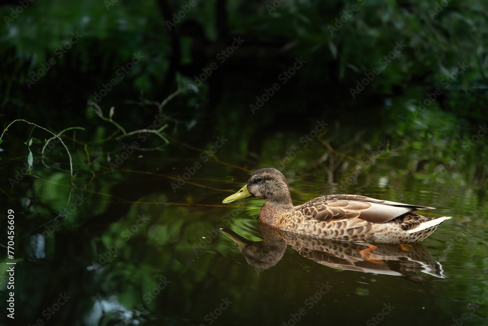 Fototapeta premium A wild mallard duck swims on a summer pond in a city park.