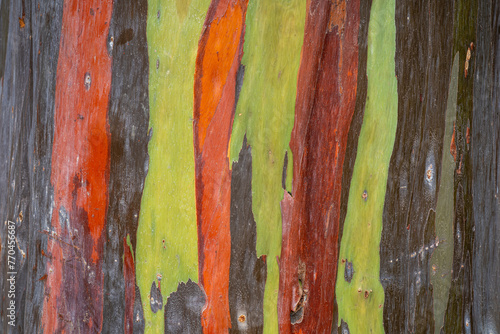 Closeup view of the colorful bark of eucalyptus deglupta aka rainbow eucalyptus, Mindanao gum or rainbow gum - a natural background photo