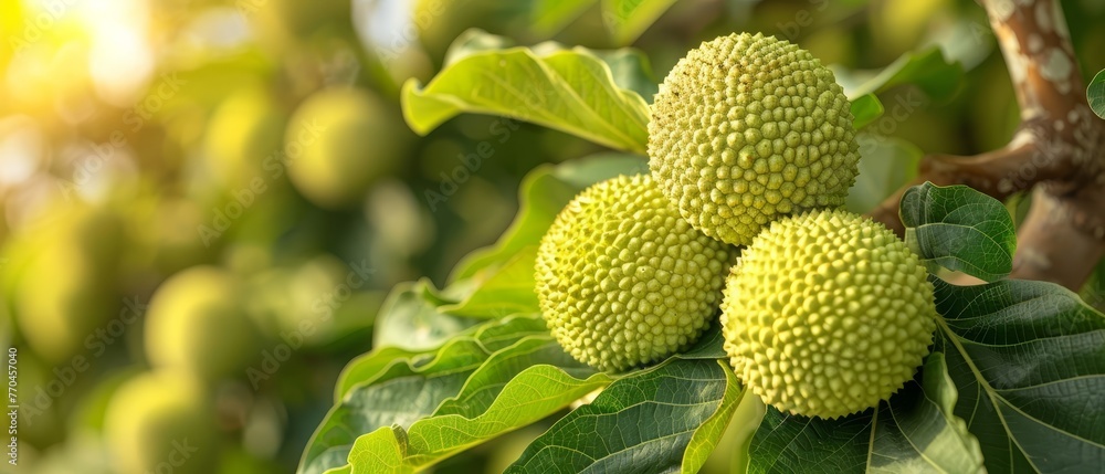 A tree laden with numerous emerald fruits amongst its foliage, and another adorned with a bounty of verdant fruits on its branches A tree laden with numerous emerald fruits amongst its foliage, and another adorned with a bounty of verdant fruits on its branches
