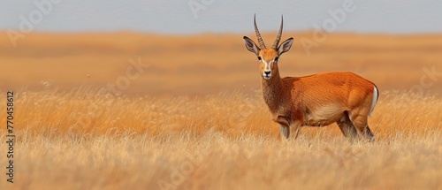   An antelope in the center of a parched field with lush grass in front and a clear blue sky above