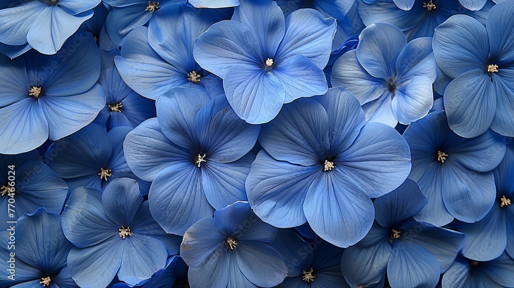   A field of blue flowers