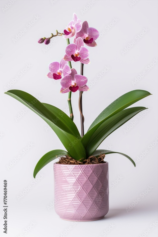 Blooming orchid in ceramic flower pot on white background. Potted exotic house plant, interior detail Blooming orchid in ceramic flower pot on white background. Potted exotic house plant, interior detail